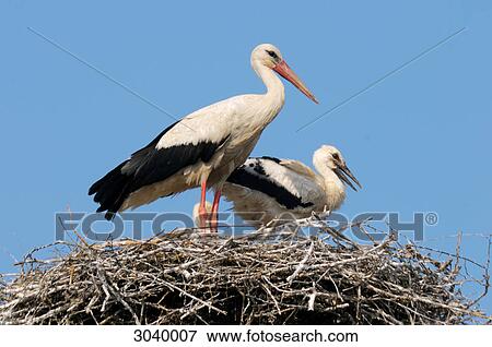 White Stork (Ciconia ciconia) with squabs in nest, close-up View Large Photo Image Stock Photo - White Stork (Ciconia ciconia) with squabs in nest, close-up . Fotosearch
