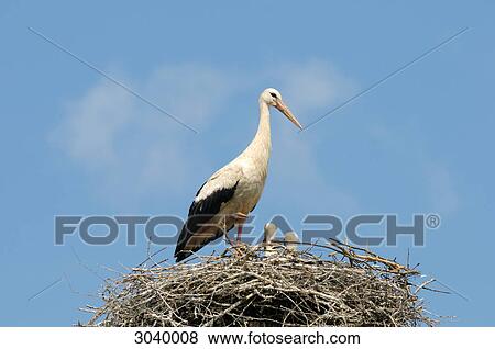White Stork (Ciconia ciconia) with squabs in nest, close-up View Large Photo Image Stock Photo - White Stork (Ciconia ciconia) with squabs in nest, close-up . Fotosearch