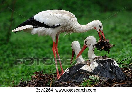 Picture - White Stork (Ciconia ciconia) with two youngs . Fotosearch