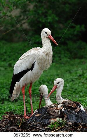 White Stork (Ciconia ciconia) with two youngs View Large Photo Image Stock Photography - White Stork (Ciconia ciconia) with two youngs . Fotosearch