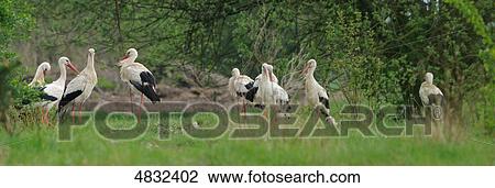 White Stork rookery (Ciconia ciconia) in meadow View Large Photo Image Stock Image - White Stork rookery (Ciconia ciconia) in meadow . Fotosearch
