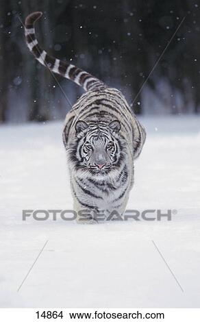 White tiger (Panthera tigris) running in snow View Large Photo Image Picture - White tiger (Panthera tigris) running in snow . Fotosearch