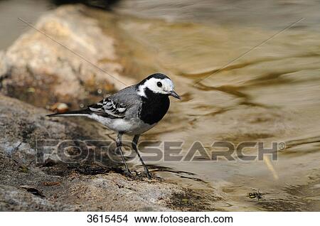 White Wagtail (Motacilla alba) near water View Large Photo Image Picture - White Wagtail (Motacilla alba) near water . Fotosearch