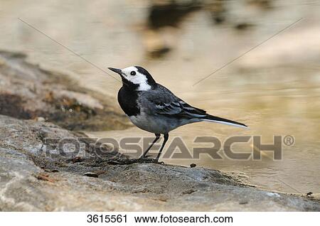 White Wagtail (Motacilla alba) near water View Large Photo Image Stock Image - White Wagtail (Motacilla alba) near water . Fotosearch