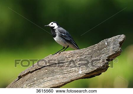 Stock Image - White Wagtail (Motacilla alba) on a tree stump . Fotosearch