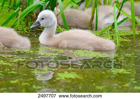 Stock Photo - Whooper swan (Cygnus Cygnus) cygnets in pond . Fotosearch