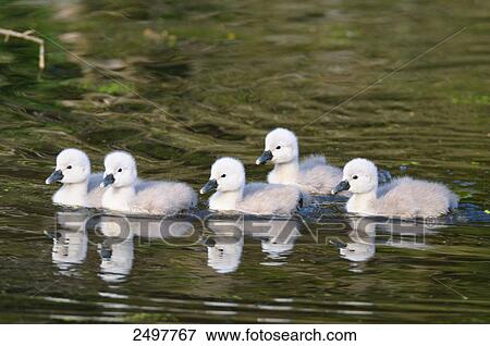 Stock Photo - Whooper swan (Cygnus Cygnus) cygnets swimming in lake . Fotosearch