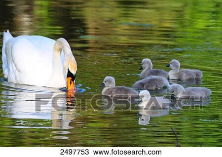 Stock Image - Whooper swan (Cygnus Cygnus) swimming in lake with its cygnets . Fotosearch