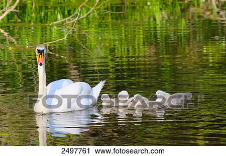 Whooper swan (Cygnus Cygnus) swimming in lake with its cygnets View Large Photo Image Stock Image - Whooper swan (Cygnus Cygnus) swimming in lake with its cygnets . Fotosearch