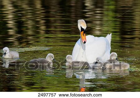 Whooper swan (Cygnus Cygnus) swimming in lake with its cygnets View Large Photo Image Stock Photo - Whooper swan (Cygnus Cygnus) swimming in lake with its cygnets . Fotosearch