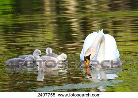 Whooper swan (Cygnus Cygnus) swimming in lake with its cygnets View Large Photo Image Stock Photo - Whooper swan (Cygnus Cygnus) swimming in lake with its cygnets . Fotosearch