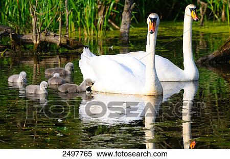 Stock Photography - Whooper swan (Cygnus Cygnus) swimming in lake with its cygnets . Fotosearch