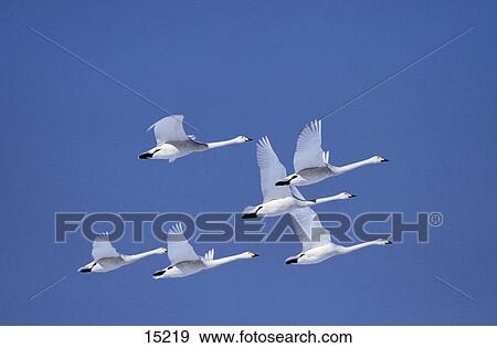 Whooper Swans (Cygnus cygnus) in flight, Akan National Park, Hokkaido, Japan View Large Photo Image Stock Photo - Whooper Swans (Cygnus cygnus) in flight, Akan National Park, Hokkaido, Japan . Fotosearch