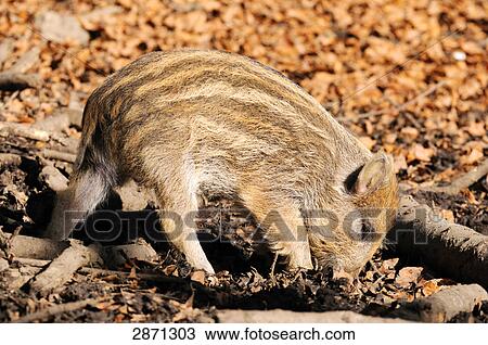 Wild Boar (Sus scrofa) foraging in forest, Bavarian Forest National Park, Bavaria, Germany View Large Photo Image Stock Image - Wild Boar (Sus scrofa) foraging in forest, Bavarian Forest National Park, Bavaria, Germany . Fotosearch
