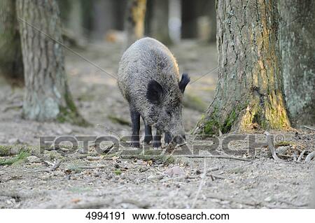 Wild boar (Sus scrofa) in the woods, Bavaria, Germany View Large Photo Image Stock Image - Wild boar (Sus scrofa) in the woods, Bavaria, Germany . Fotosearch