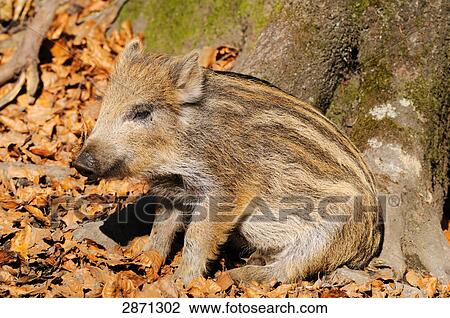 Wild Boar (Sus scrofa) sitting in forest, Bavarian Forest National Park, Bavaria, Germany View Large Photo Image Stock Image - Wild Boar (Sus scrofa) sitting in forest, Bavarian Forest National Park, Bavaria, Germany . Fotosearch