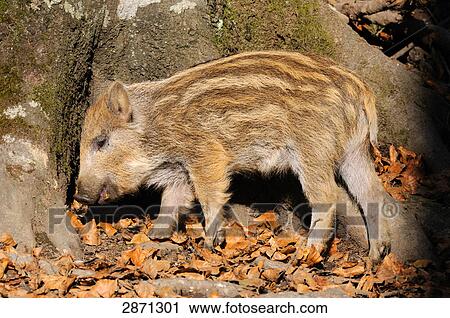 Wild Boar (Sus scrofa) standing in forest, Bavarian Forest National Park, Bavaria, Germany View Large Photo Image Stock Image - Wild Boar (Sus scrofa) standing in forest, Bavarian Forest National Park, Bavaria, Germany . Fotosearch