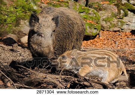 Wild Boar (Sus scrofa) standing with its piglet in forest, Bavarian Forest National Park, Bavaria, Germany View Large Photo Image Picture - Wild Boar (Sus scrofa) standing with its piglet in forest, Bavarian Forest National Park, Bavaria, Germany . Fotosearch