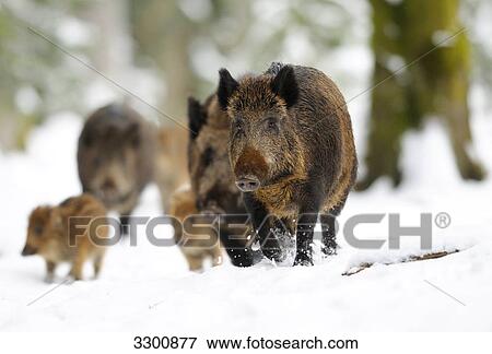 Wild boars (Sus scrofa) in snow View Large Photo Image Stock Photo - Wild boars (Sus scrofa) in snow . Fotosearch
