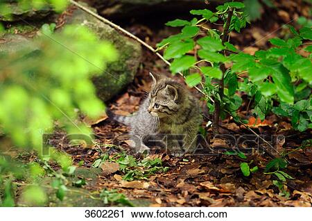 Wild cat, Felis silvestris, Bavarian Forest, Bavaria, Germany, Europe View Large Photo Image Stock Image - Wild cat, Felis silvestris, Bavarian Forest, Bavaria, Germany, Europe . Fotosearch