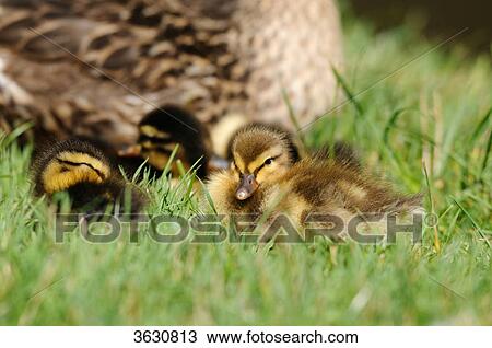 Wild duck chicks (Anas platyrhynchos) in meadow View Large Photo Image Stock Image - Wild duck chicks (Anas platyrhynchos) in meadow . Fotosearch