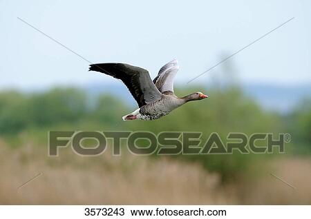 Wild Goose (Anser anser) flying View Large Photo Image Stock Image - Wild Goose (Anser anser) flying . Fotosearch