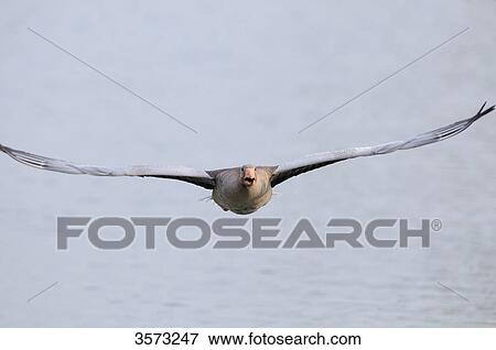Wild Goose (Anser anser) flying View Large Photo Image Stock Photo - Wild Goose (Anser anser) flying . Fotosearch