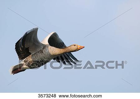 Stock Photo - Wild Goose (Anser anser) flying . Fotosearch