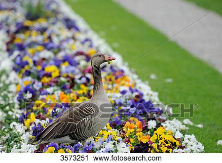 Stock Image - Wild Goose (Anser anser) in flowerbed . Fotosearch