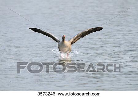 Wild Goose (Anser anser) landing on water View Large Photo Image Stock Photograph - Wild Goose (Anser anser) landing on water . Fotosearch