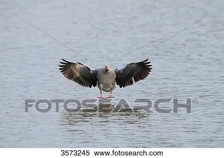 Wild Goose (Anser anser) landing on water View Large Photo Image Stock Photography - Wild Goose (Anser anser) landing on water . Fotosearch