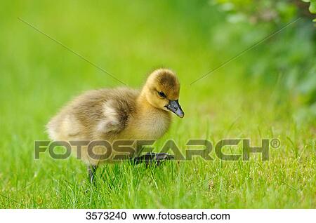 Stock Image - Wild Goose chick (Anser anser) in meadow . Fotosearch