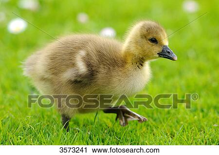 Stock Image - Wild Goose chick (Anser anser) in meadow . Fotosearch