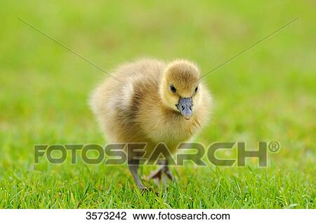 Wild Goose chick (Anser anser) in meadow View Large Photo Image Stock Image - Wild Goose chick (Anser anser) in meadow . Fotosearch