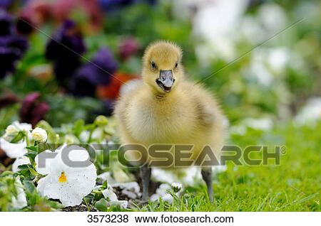 Wild Goose chick (Anser anser) in meadow View Large Photo Image Stock Photo - Wild Goose chick (Anser anser) in meadow . Fotosearch