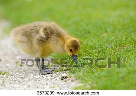 Wild Goose chick (Anser anser) in meadow View Large Photo Image Stock Photo - Wild Goose chick (Anser anser) in meadow . Fotosearch