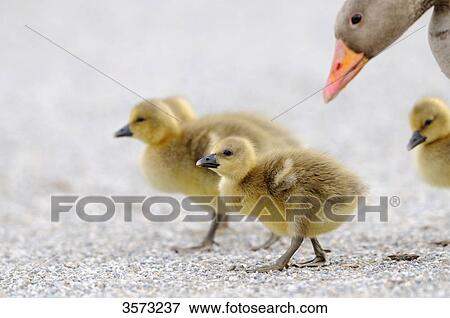 Wild Goose chicks (Anser anser) with mother on path View Large Photo Image Stock Photo - Wild Goose chicks (Anser anser) with mother on path . Fotosearch