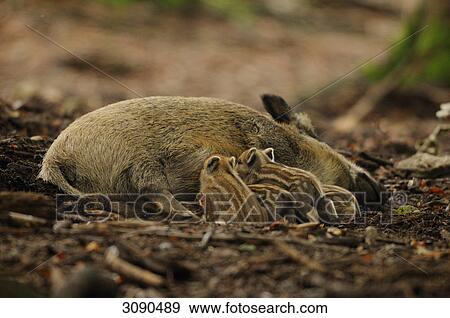 Stock Photo - Wild pig, sus scrofa . Fotosearch
