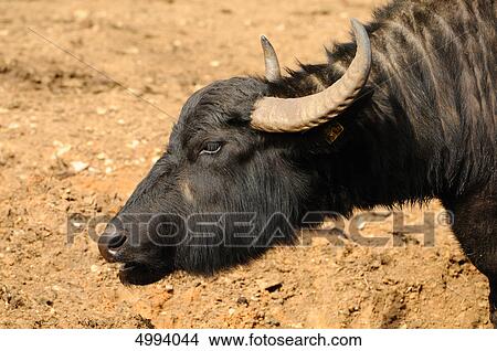 Wild water buffalo (Bubalus arnee) View Large Photo Image Picture - Wild water buffalo (Bubalus arnee) . Fotosearch