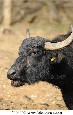 Wild water buffalo (Bubalus arnee) View Large Photo Image Stock Image - Wild water buffalo (Bubalus arnee) . Fotosearch