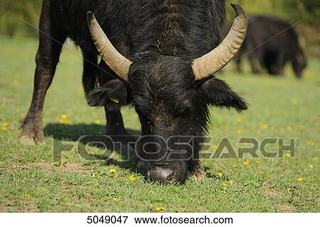 Wild water buffalo (Bubalus arnee) grazing View Large Photo Image Stock Photo - Wild water buffalo (Bubalus arnee) grazing . Fotosearch