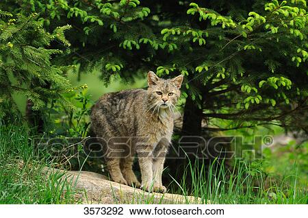 Stock Image - Wildcat (felis silvestris) at tree . Fotosearch