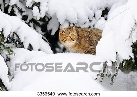 Wildcat (Felis silvestris) between snow-covered branches, Bavaria, Germany View Large Photo Image Stock Image - Wildcat (Felis silvestris) between snow-covered branches, Bavaria, Germany . Fotosearch