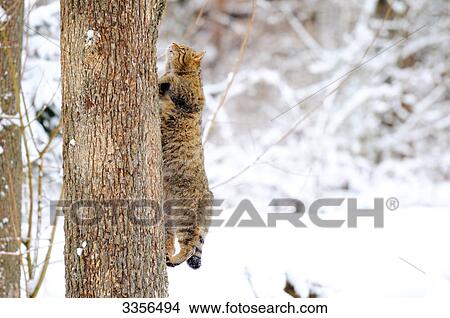 Wildcat (Felis silvestris) climbing on a tree, Bavaria, Germany View Large Photo Image Picture - Wildcat (Felis silvestris) climbing on a tree, Bavaria, Germany . Fotosearch