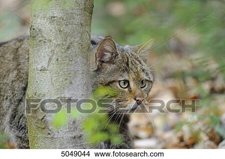 Wildcat (Felis silvestris) in Bavarian Forest National Park, Bavaria, Germany View Large Photo Image Picture - Wildcat (Felis silvestris) in Bavarian Forest National Park, Bavaria, Germany . Fotosearch