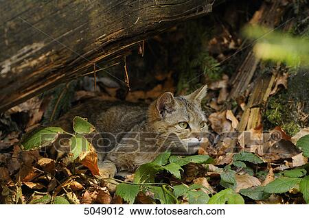 Wildcat (Felis silvestris) in Bavarian Forest National Park, Bavaria, Germany View Large Photo Image Stock Image - Wildcat (Felis silvestris) in Bavarian Forest National Park, Bavaria, Germany . Fotosearch