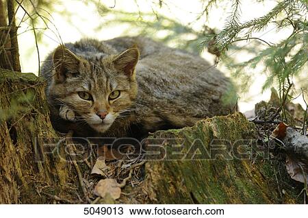 Wildcat (Felis silvestris) in Bavarian Forest National Park, Bavaria, Germany View Large Photo Image Stock Image - Wildcat (Felis silvestris) in Bavarian Forest National Park, Bavaria, Germany . Fotosearch