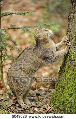 Stock Photograph - Wildcat (Felis silvestris) in Bavarian Forest National Park, Bavaria, Germany . Fotosearch