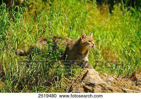 Wildcat (Felis Silvestris) in forest View Large Photo Image Stock Image - Wildcat (Felis Silvestris) in forest . Fotosearch