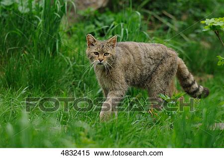 Wildcat (Felis silvestris) in meadow View Large Photo Image Stock Photography - Wildcat (Felis silvestris) in meadow . Fotosearch